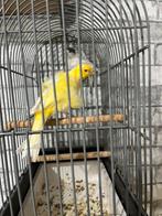 Mooi koppel kanarie Forino 2025, Dieren en Toebehoren, Vogels | Kanaries, Meerdere dieren, Kleurkanarie