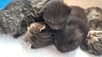 Prachtige, lieve kittens, poesje, katertje, zwart, tijger, Dieren en Toebehoren, Katten en Kittens | Overige Katten, Meerdere dieren