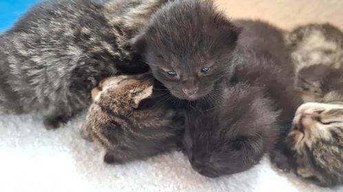 Prachtige, lieve kittens, poesje, katertje, zwart, tijger, Dieren en Toebehoren, Katten en Kittens | Overige Katten, Kortharig