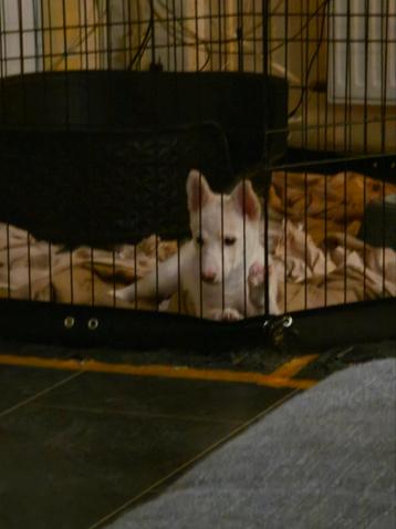 F1 Pomsky X Shiba Inu pup beschikbaar voor biedingen