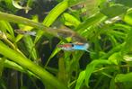 Blue endler guppy’s M/V mix, Dieren en Toebehoren, Vis