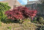Prachtige Japanse Esdoorn – 150 cm – Volwassen en gezond, Tuin en Terras, Planten | Bomen, Ophalen, Bloeit niet, Halfschaduw, Overige soorten