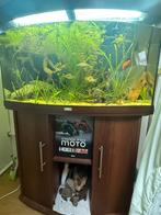 Aquarium van juwel, Dieren en Toebehoren, Ophalen