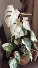 Stek van deze Monstera Variegata, Ophalen, Overige soorten, Halfschaduw, Minder dan 100 cm