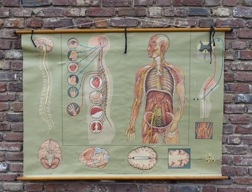 oude schoolkaart menselijk lichaam anatomie, Antiek en Kunst, Curiosa en Brocante, Ophalen