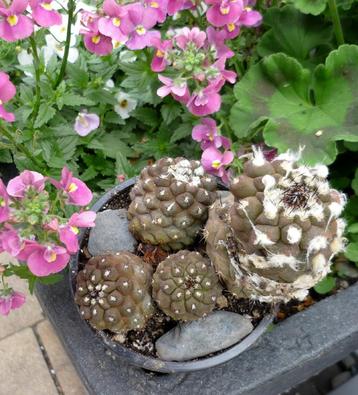cactus - Copiapoa humilus en esmeraldana 4x beschikbaar voor biedingen