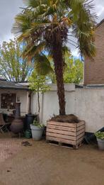 palmboom, Tuin en Terras, Planten | Bomen, Volle zon, Ophalen of Verzenden, Palmboom