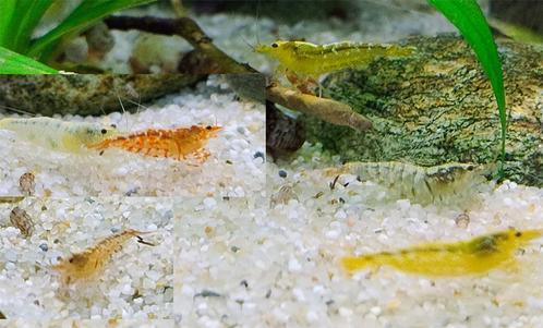 Caridina Mix (kraanwater), Dieren en Toebehoren, Vissen | Aquariumvissen, Zoetwatervis, Kreeft, Krab of Garnaal