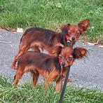 Een erg mooi teefje van Russische Toy, Dieren en Toebehoren, Honden | Chihuahua's en Gezelschapshonden, CDV (hondenziekte), Particulier