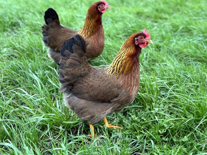 Jonge tamme Welsumer kippen gesekst en ingeënt, Dieren en Toebehoren, Pluimvee, Kip, Vrouwelijk