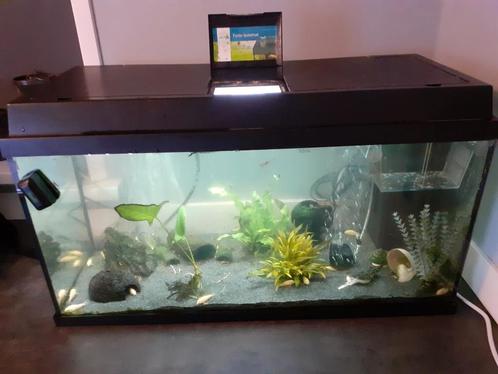 Aquarium, Dieren en Toebehoren, Vissen | Aquaria en Toebehoren, Zo goed als nieuw, Ophalen