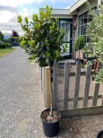 Laurus nobilis (Laurier) op stam met bol hoogte 155 cm, Tuin en Terras, Planten | Bomen, Ophalen, In pot, Halfschaduw, 100 tot 250 cm