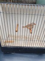 1 bruine zebravink man, Meerdere dieren