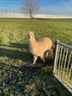 Alpaca hengst veulen met bonte ouders, Dieren en Toebehoren, Overige Dieren, Mannelijk, Voor 1 juli 2024