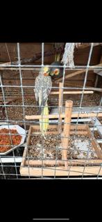 Halsbandparkieten/muisparkieten/falkoarkieten/pyrrhura, Dieren en Toebehoren, Vogels | Parkieten en Papegaaien, Meerdere dieren