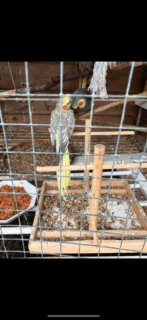 Halsbandparkieten/falkparkieten/pyrrhuras, Dieren en Toebehoren, Vogels | Parkieten en Papegaaien, Parkiet, Meerdere dieren