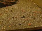Uitgeselecteerde neocaridina garnalen., Dieren en Toebehoren, Vissen | Aquariumvissen, Kreeft, Krab of Garnaal