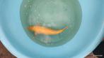 Karashigoi 69 cm, Dieren en Toebehoren, Vissen | Vijvervissen, Karper of Koi