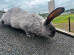 Duitse reuzen met vienna gen!, Dieren en Toebehoren, Konijnen, Vrouwelijk, Groot