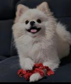 Pomeriaan Keeshond Bonny, Dieren en Toebehoren, Honden | Poolhonden, Keeshonden en Oertypen, Particulier, Keeshond, Reu, Buitenland