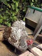 Wyandotte zilver zwart gezoomd kippen (2) zijn geringd, Dieren en Toebehoren, Pluimvee, Vrouwelijk, Kip