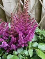 astilbe paars, Overige soorten, Vaste plant, Ophalen of Verzenden, Halfschaduw