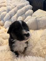 Australische Herder pups – geboren 14 december, 8 tot 15 weken, Parvo, Meerdere, Meerdere dieren