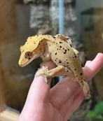 1.0 Confetti Dalmatian wimpergekko Man, Dieren en Toebehoren, Hagedis, Tam, 0 tot 2 jaar