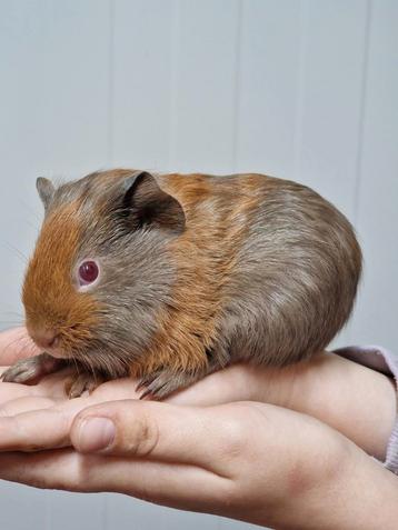 2 cavia beertjes beschikbaar voor biedingen