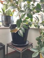 grote plant in pot, Huis en Inrichting, Ophalen, Overige soorten, Halfschaduw, In pot