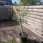 olijf bomen 2x  +/- 1.80m +/- 10cm diameter stam, Ophalen, In pot, Volle zon, Overige soorten