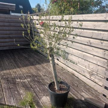 olijf bomen 2x  +/- 1.80m +/- 10cm diameter stam beschikbaar voor biedingen