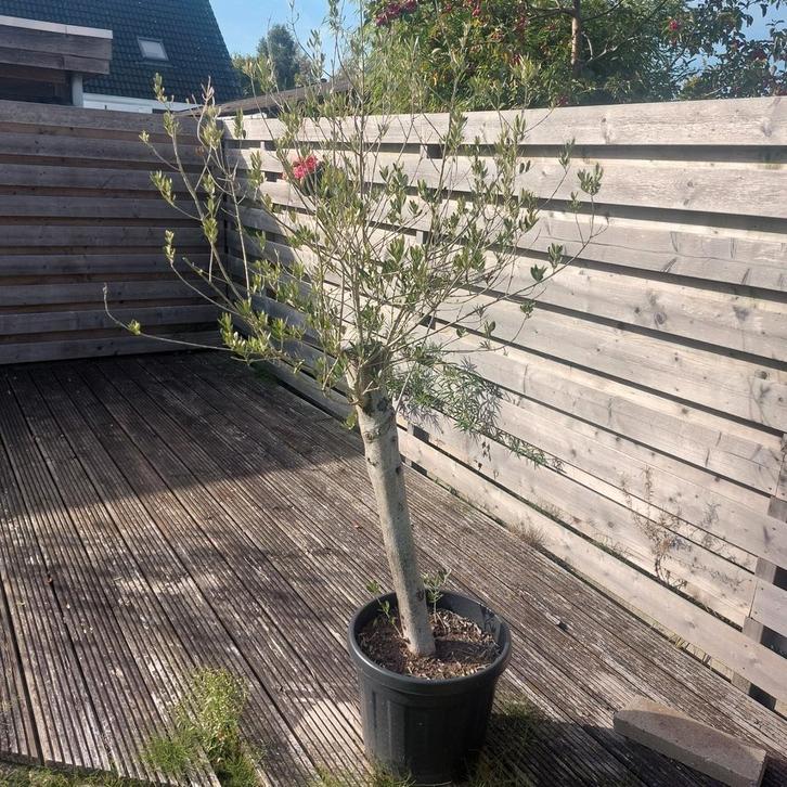 olijf bomen 2x  +/- 1.80m +/- 10cm diameter stam, Tuin en Terras, Planten | Bomen, Overige soorten, Volle zon, In pot, Ophalen