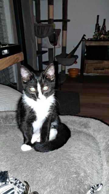 Poes Luna geboren 5 mei 2025 beschikbaar voor biedingen