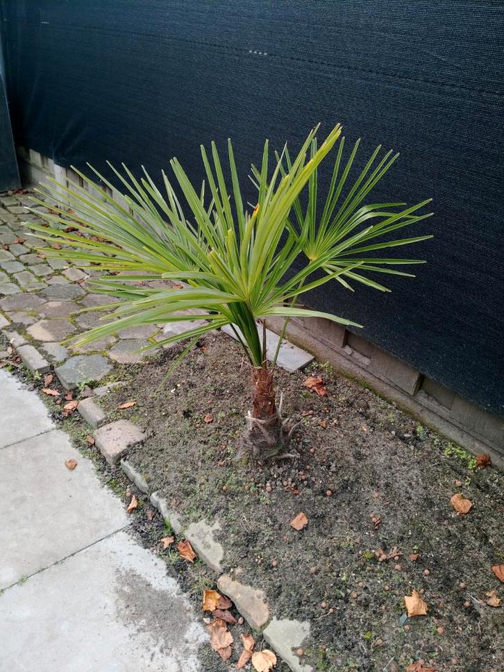 Winter harde Palmboom, Tuin en Terras, Planten | Bomen, Palmboom, Minder dan 100 cm, Volle zon, Zomer, Ophalen
