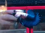 Show kwaliteit Betta man blauw zwart wit, Vis