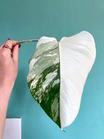 Topkwaliteit Monstera Albo Variegata / Half Moon Stek, Huis en Inrichting, Kamerplanten, Ophalen, Halfschaduw, Minder dan 100 cm