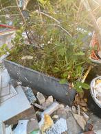 Plantenbak, Tuin en Terras, Bloembakken en Plantenbakken, Ophalen, Gebruikt, Minder dan 60 cm