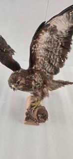 Opgezette buizerd., Verzamelen, Ophalen of Verzenden, Vogel, Opgezet dier