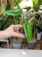Baby alocasia kamerplantje, alocasia scalprum, Huis en Inrichting, Kamerplanten, Overige soorten, In pot, Minder dan 100 cm, Groene kamerplant