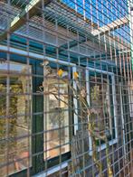 Te koop zebravink mannen, Dieren en Toebehoren, Ophalen of Verzenden, Nieuw, Hout, Volière