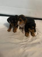 JACK RUSSEL PUPPY’S, Dieren en Toebehoren, Honden | Jack Russells en Terriërs, Jack Russell Terriër, 8 tot 15 weken, Teef, Meerdere