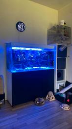 Zoutwater aquarium compleet, Ophalen of Verzenden, Zo goed als nieuw, Gevuld zeewateraquarium