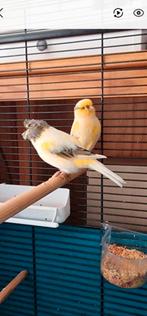 Kuif kanarie koppeltje, Dieren en Toebehoren, Vogels | Kanaries, Meerdere dieren