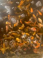 Baby koi mix 6-9cm, Ophalen, Nieuw