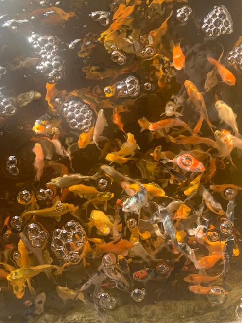 Baby koi mix 6-9cm, Tuin en Terras, Vijvers, Nieuw, Ophalen