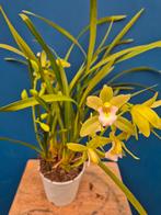 Orchidee Cymbidium Mint Source p12 (5)