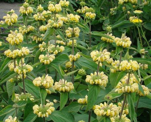 Vaste plant : Phlomis russelina 2 euro., Tuin en Terras, Planten | Tuinplanten, Vaste plant, Overige soorten, Halfschaduw, Zomer