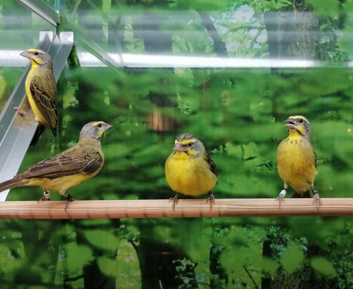 Mozambiquesijzen diverse koppels., Dieren en Toebehoren, Vogels | Overige Vogels, Meerdere dieren, Tam