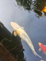 Koi voor weinig, Karper of Koi
